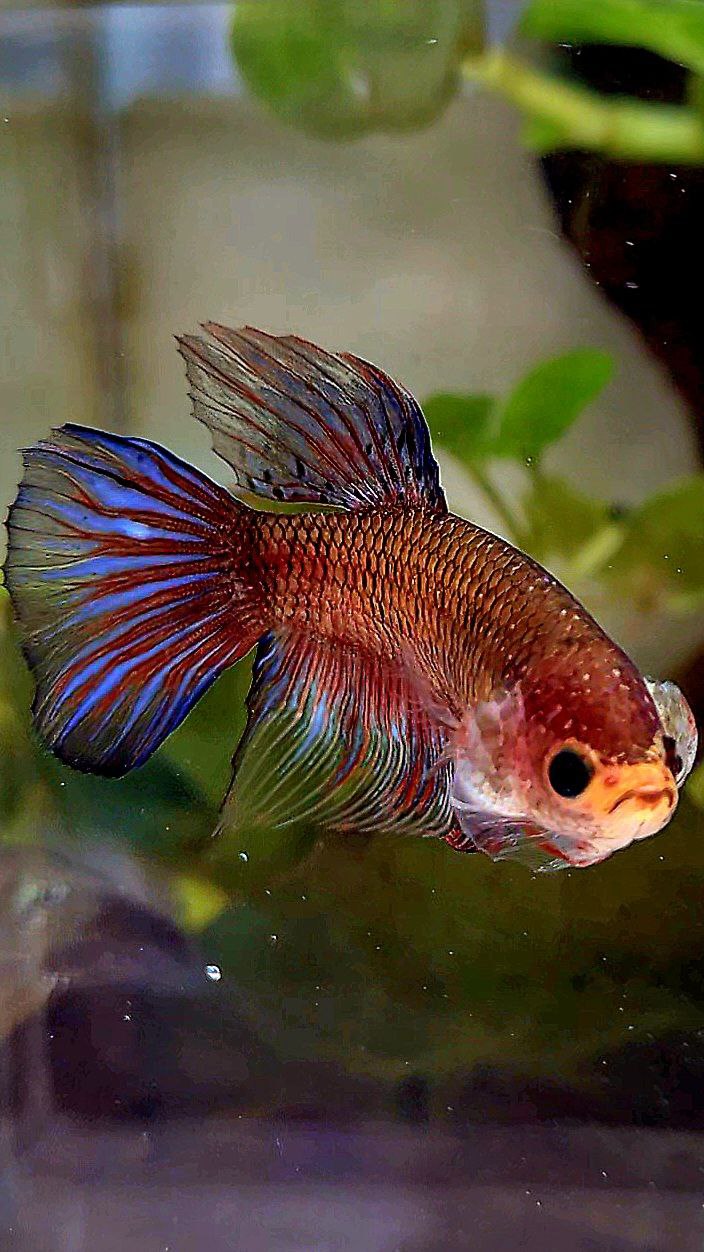 FEMALE HALFMOON DARK PURPLE FANCY BETTA FISH