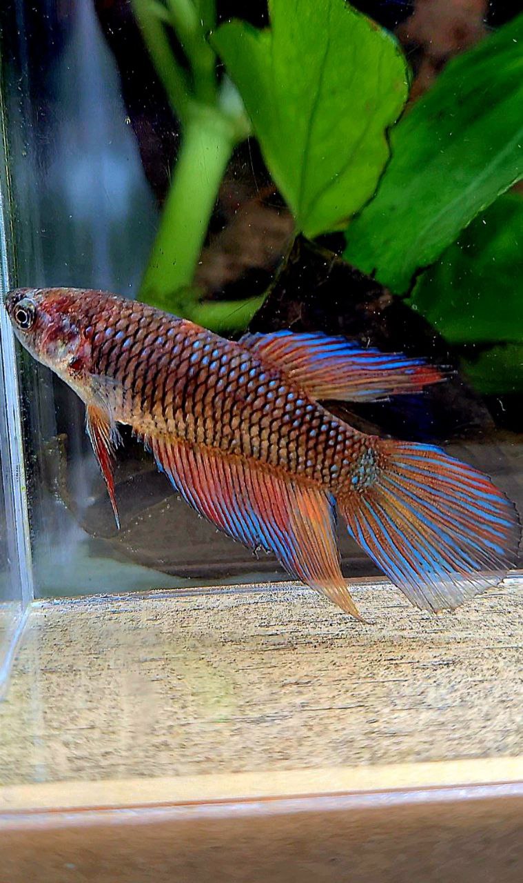 FEMALE VEILTAIL DARK FANCY MULTICOLOR BETTA FISH