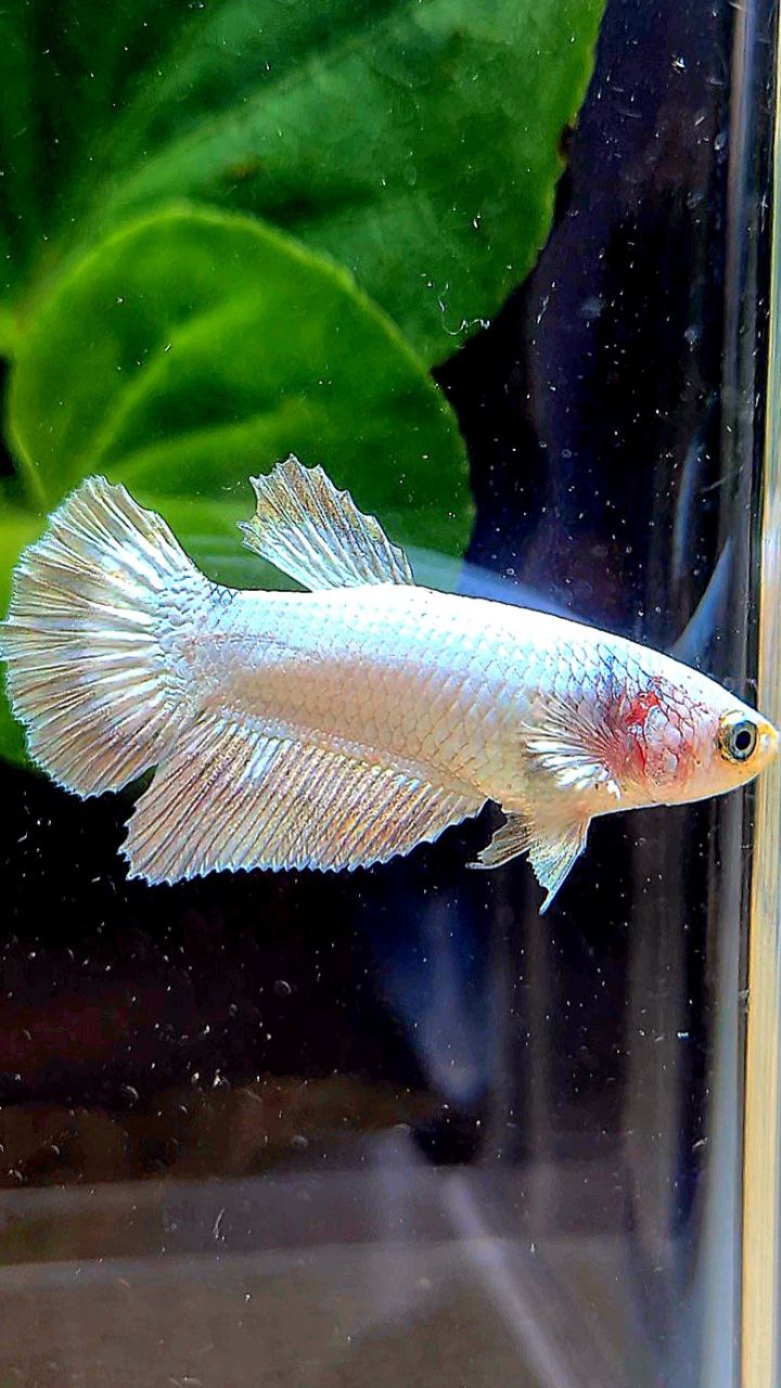 FEMALE HALFMOON COPPER RIM BETTA FISH