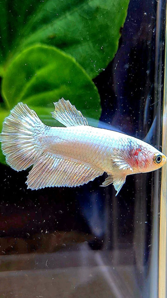 FEMALE HALFMOON COPPER RIM BETTA FISH