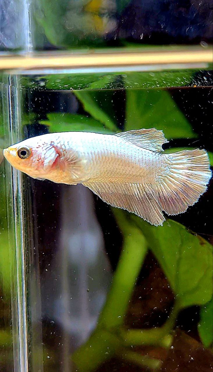 FEMALE HALFMOON COPPER RIM BETTA FISH