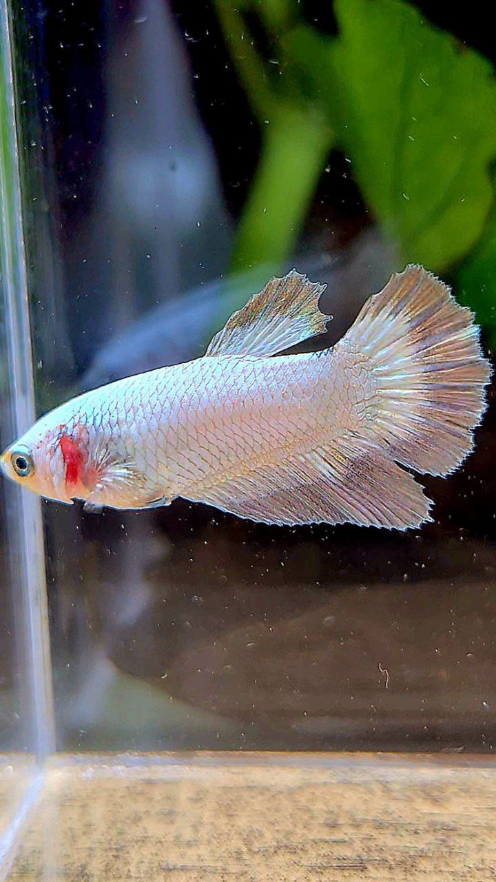 FEMALE HALFMOON COPPER RIM BETTA FISH