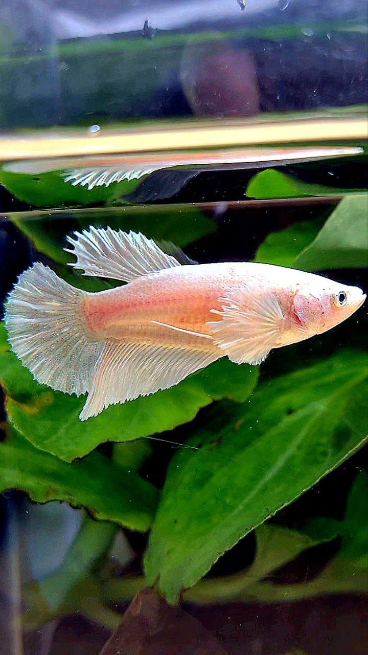 FEMALE HALFMOON DUMBO EAR WHITE PLATINUM BETTA FISH
