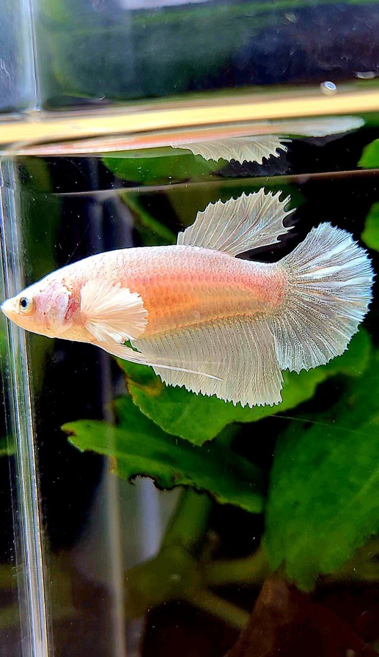 FEMALE HALFMOON DUMBO EAR WHITE PLATINUM BETTA FISH