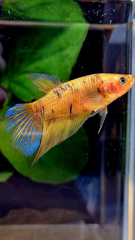 FEMALE VEILTAIL YELLOW TIGER BETTA FISH