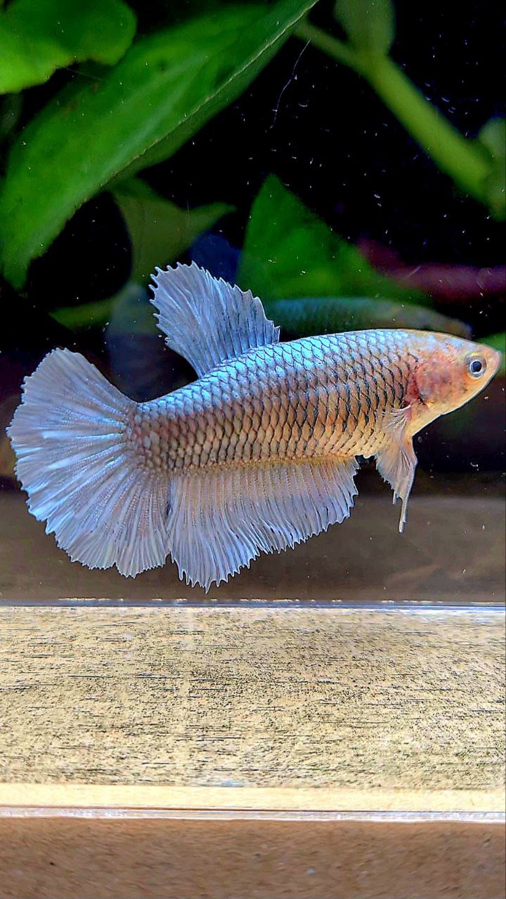 FEMALE HALFMOON COPPER BETTA FISH