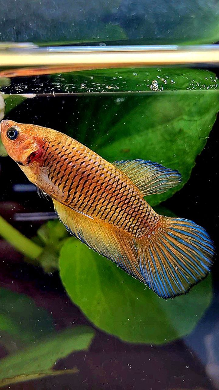 FEMALE VEILTAIL YELLOW DARK FANCY BETTA FISH