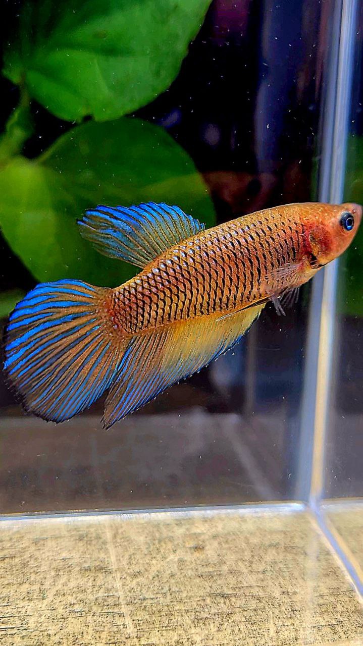 FEMALE VEILTAIL YELLOW DARK FANCY BETTA FISH