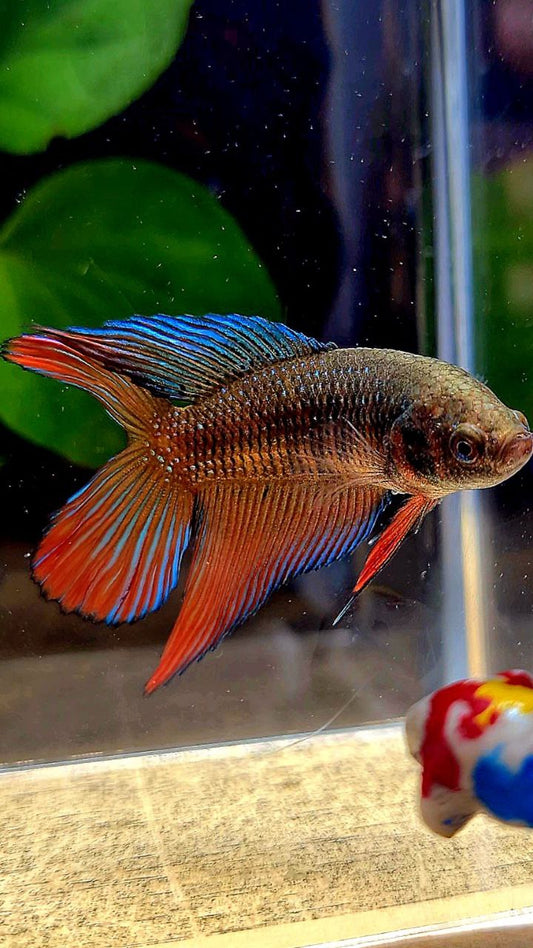 FEMALE VEILTAIL DOUBLE TAIL DARK ORANGE BETTA FISH