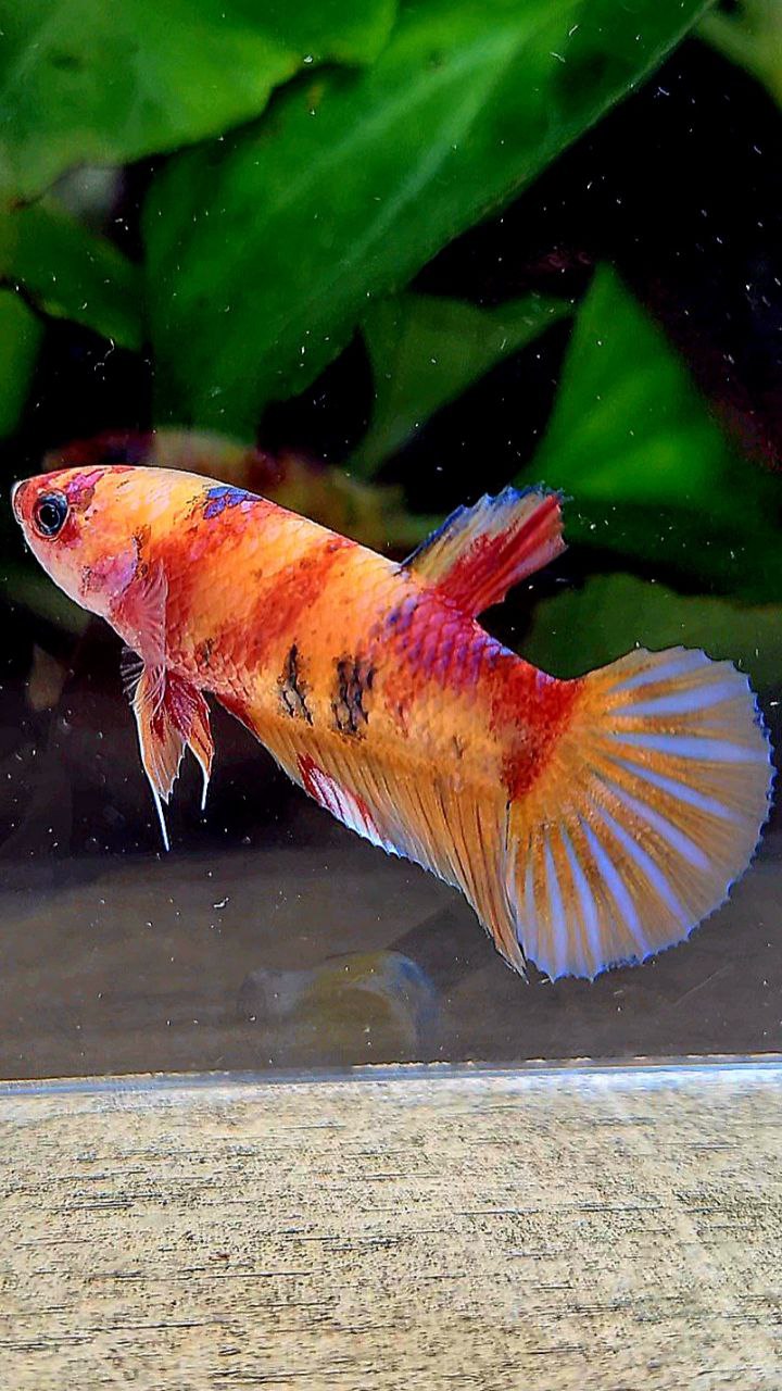 FEMALE PLAKAT ORANGE KOI MULTICOLOR BETTA FISH