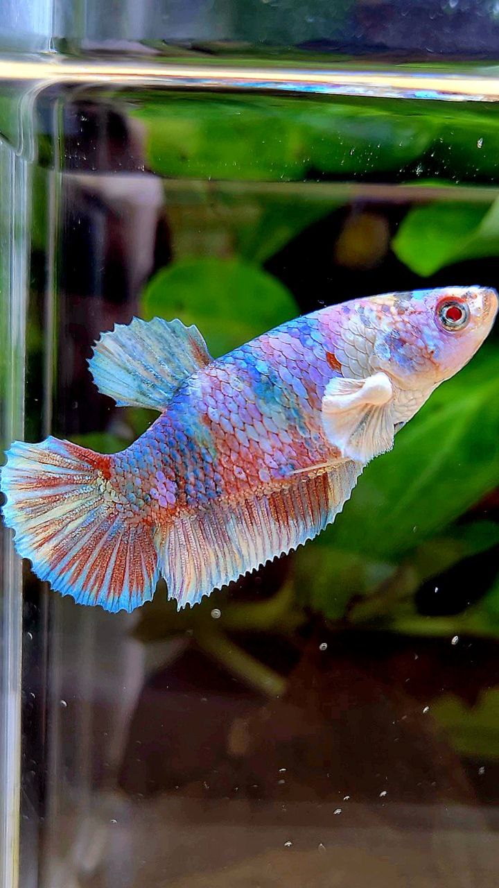 FEMALE PLAKAT BARONGSAI WHITE GALAXY MULTICOLOR BETTA FISH