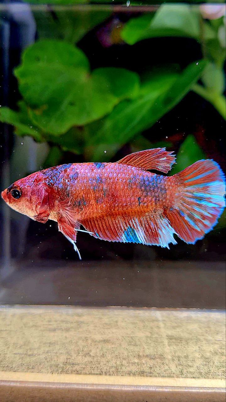FEMALE PLAKAT MULTICOLOR BETTA FISH