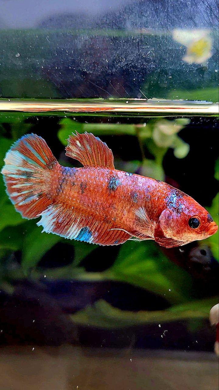 FEMALE PLAKAT MULTICOLOR BETTA FISH