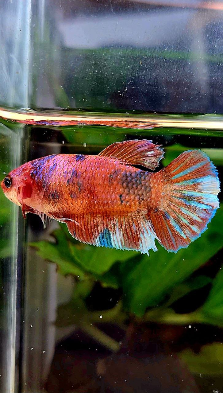 FEMALE PLAKAT MULTICOLOR BETTA FISH