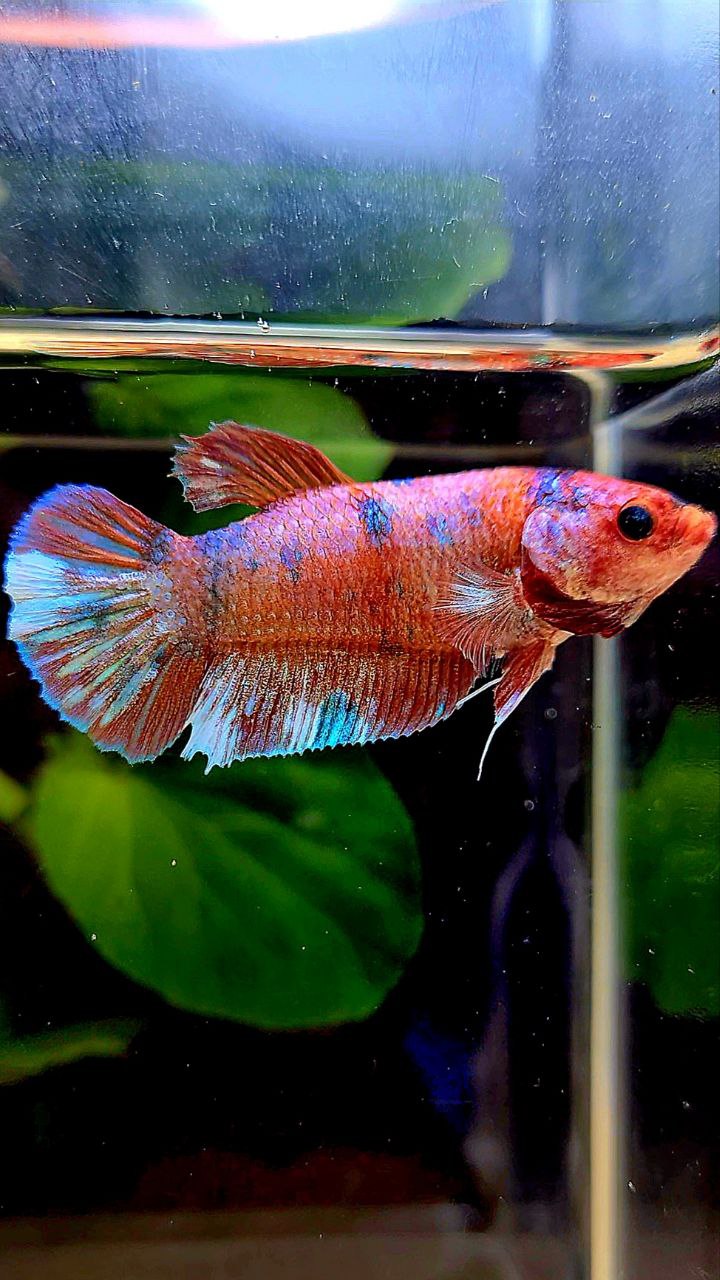 FEMALE PLAKAT MULTICOLOR BETTA FISH