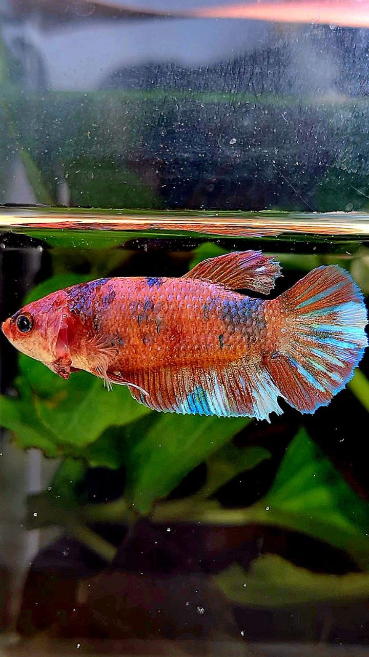 FEMALE PLAKAT MULTICOLOR BETTA FISH