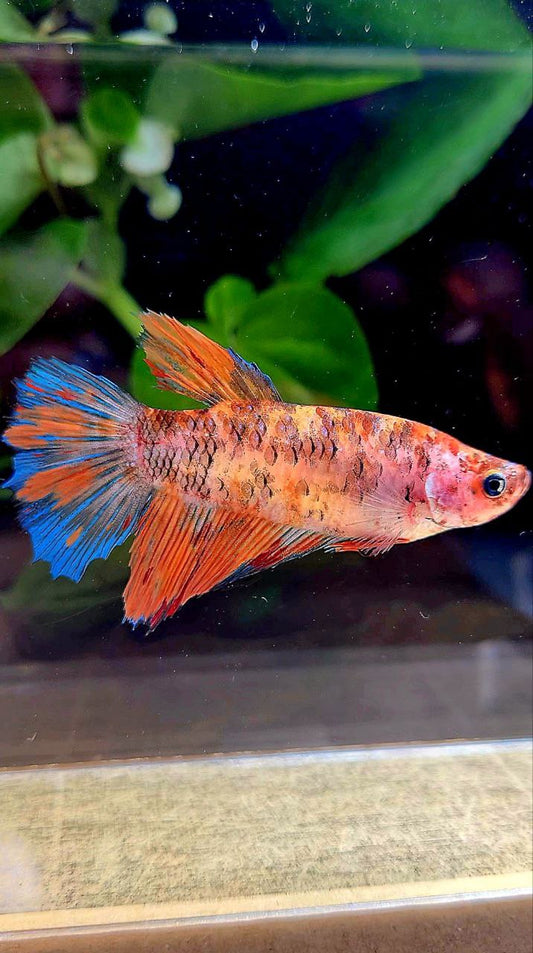 FEMALE HALFMOON MULTICOLOR BETTA FISH