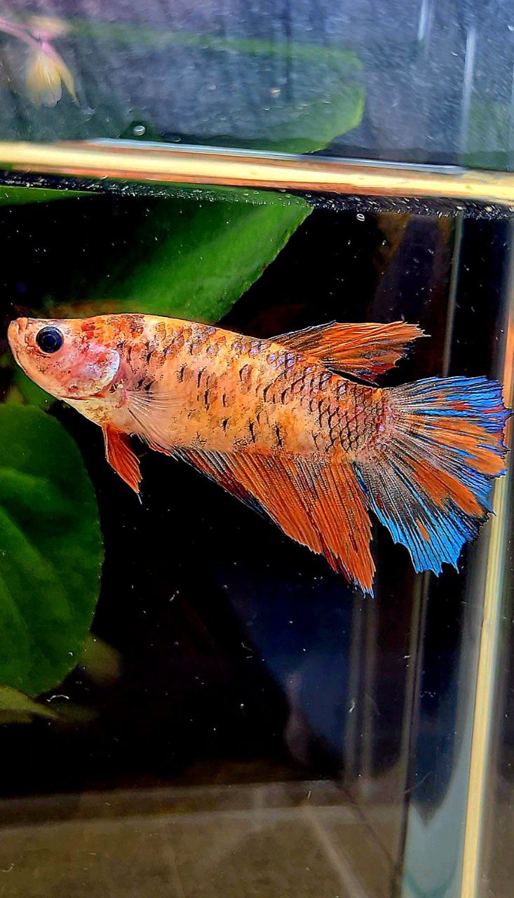 FEMALE HALFMOON MULTICOLOR BETTA FISH