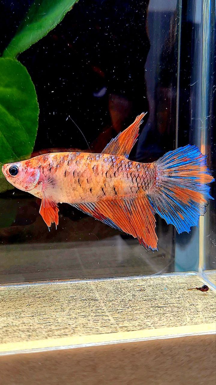 FEMALE HALFMOON MULTICOLOR BETTA FISH