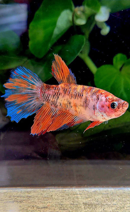 XL FEMALE HALFMOON KOI MULTICOLOR BETTA FISH