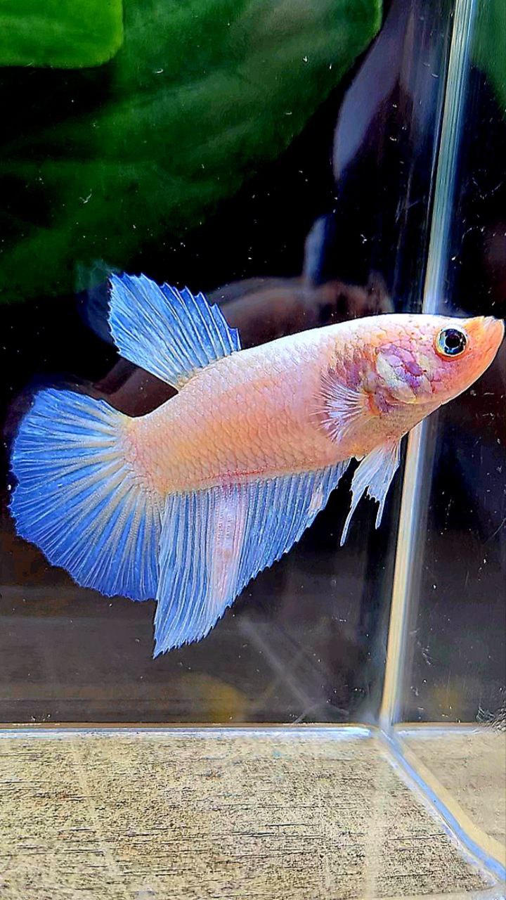 FEMALE HALFMOON WHITE OPAQUE BETTA FISH