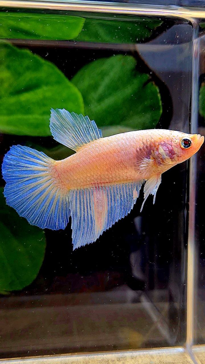 FEMALE HALFMOON WHITE OPAQUE BETTA FISH