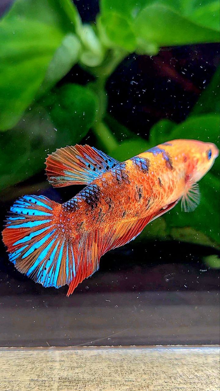 FEMALE PLAKAT METALLIC MULTICOLOR BETTA FISH