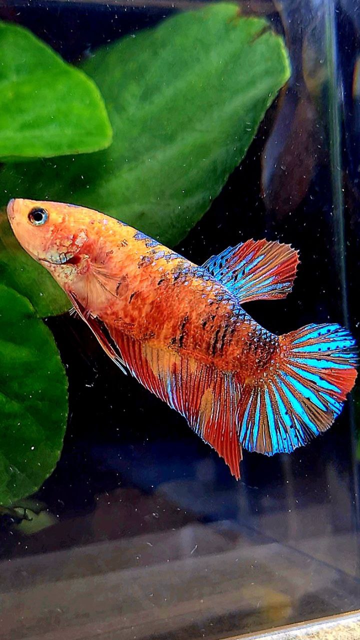 FEMALE PLAKAT METALLIC MULTICOLOR BETTA FISH