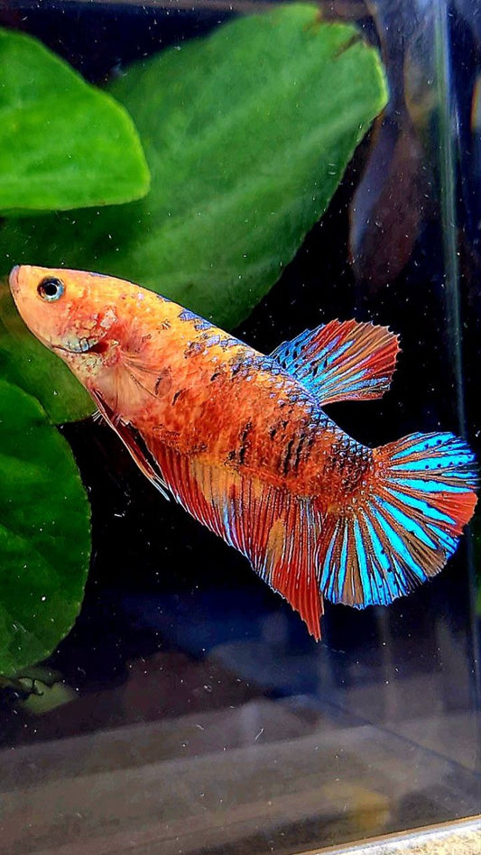 FEMALE PLAKAT METALLIC MULTICOLOR BETTA FISH