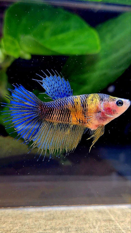 FEMALE CROWNTAIL HALFSUN YELLOW BLUE KOI MULTICOLOR BETTA FISH