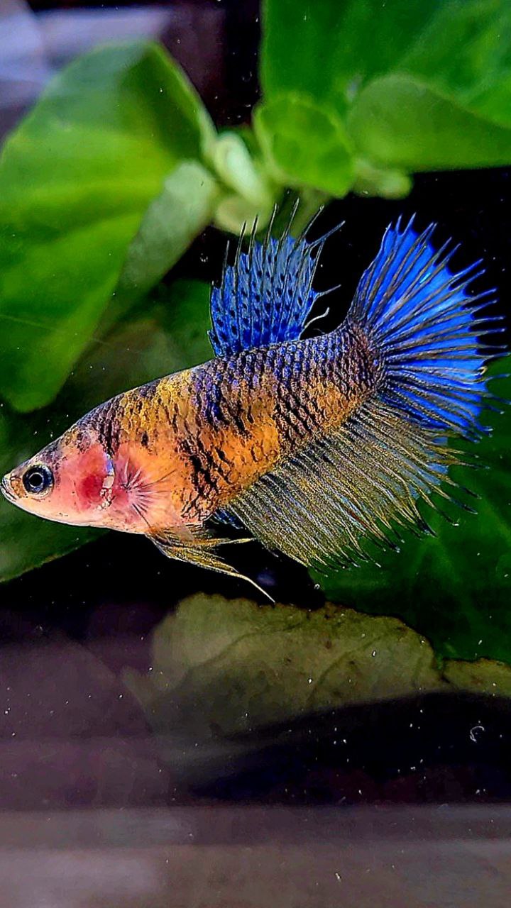 FEMALE CROWNTAIL HALFSUN YELLOW BLUE KOI MULTICOLOR BETTA FISH