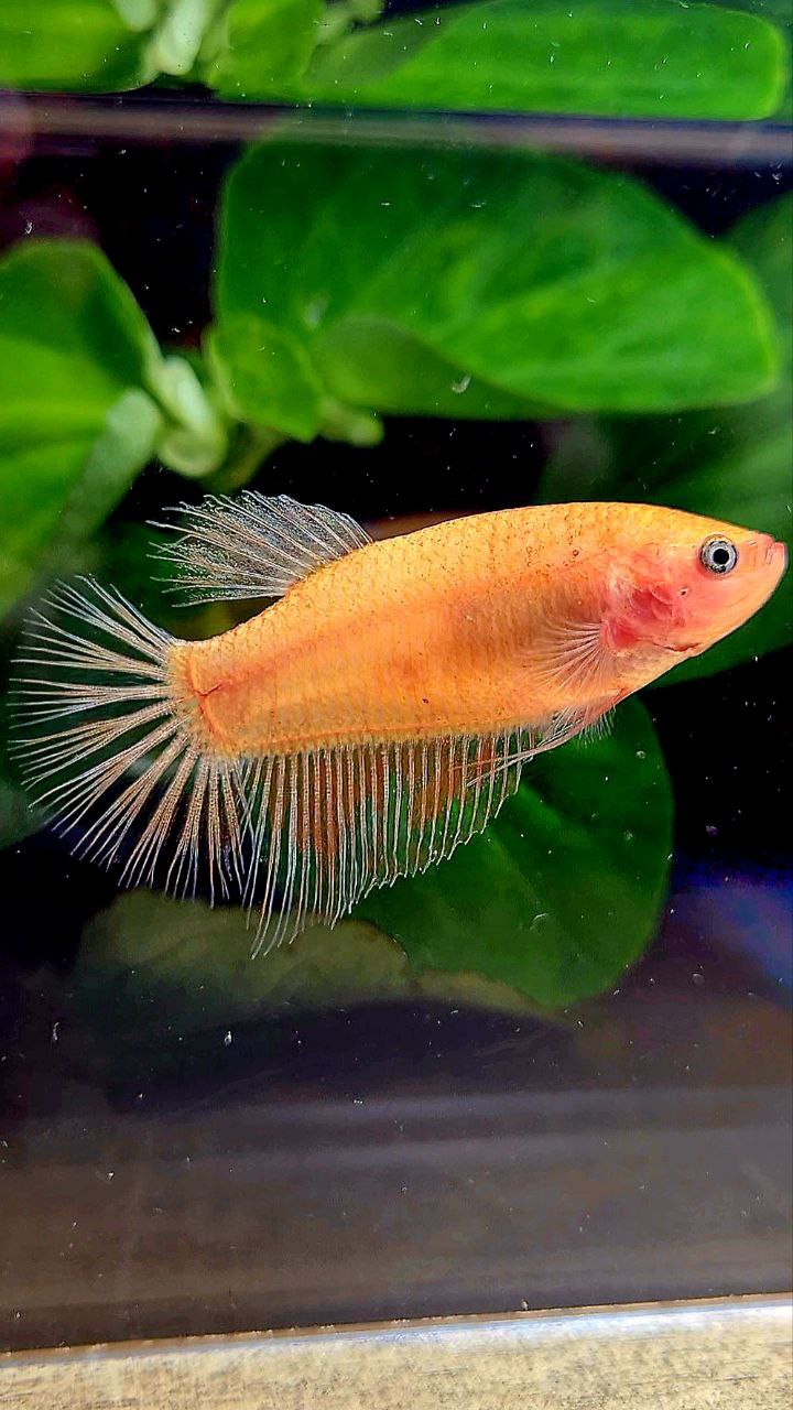 FEMALE HALFMOON ARMAGEDDON BETTA FISH