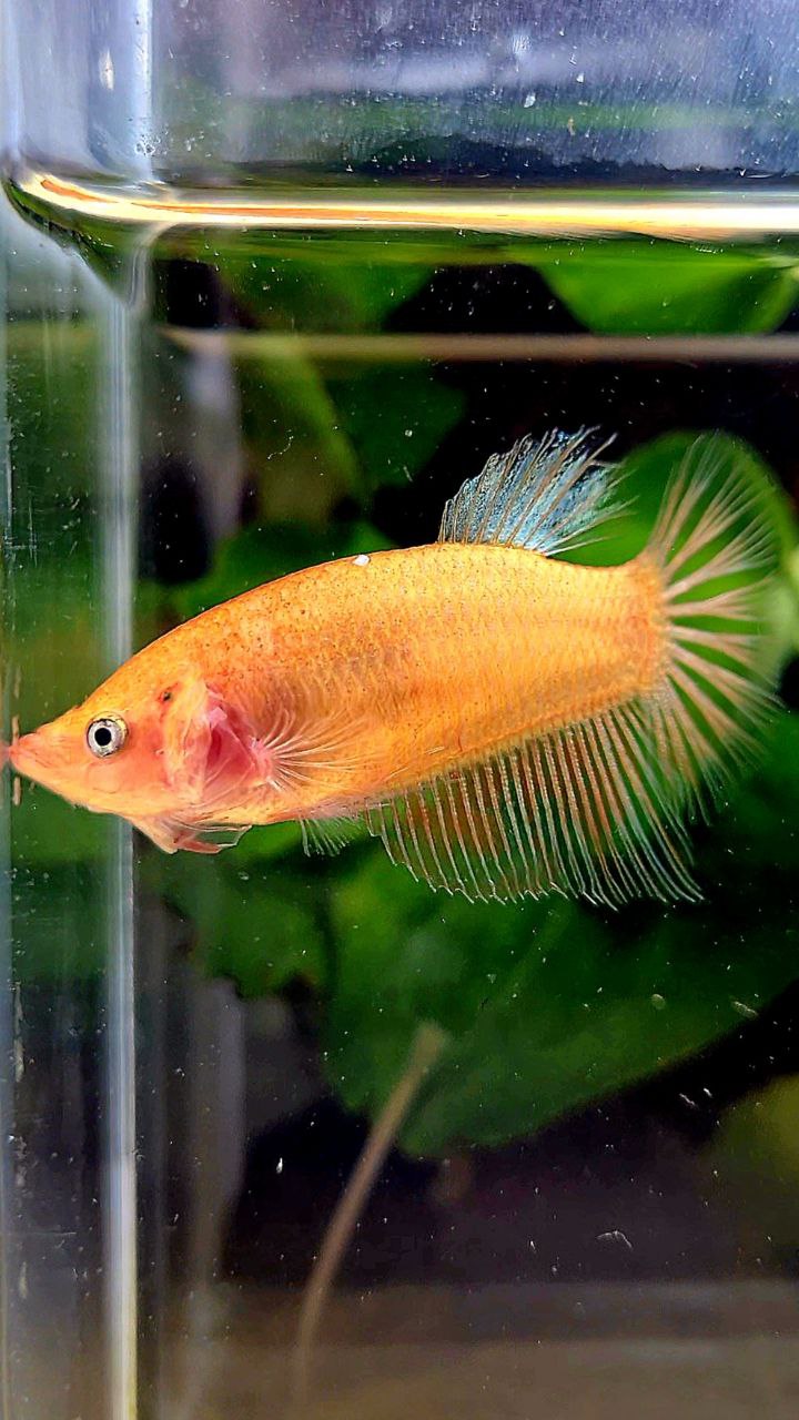 FEMALE HALFMOON ARMAGEDDON BETTA FISH