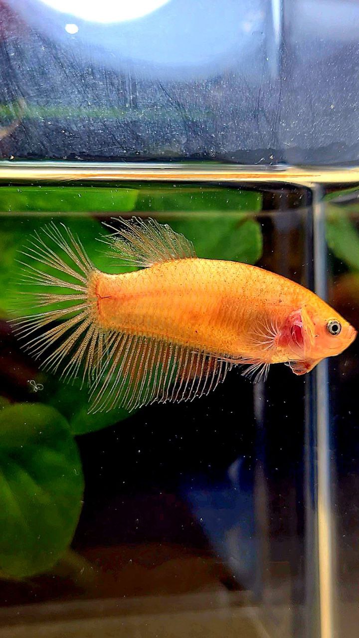 FEMALE HALFMOON ARMAGEDDON BETTA FISH