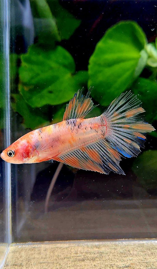 FEMALE HALFMOON KOI MULTICOLOR BETTA FISH