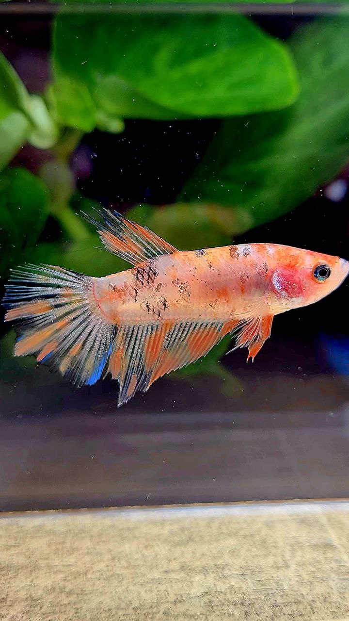 FEMALE HALFMOON KOI MULTICOLOR BETTA FISH