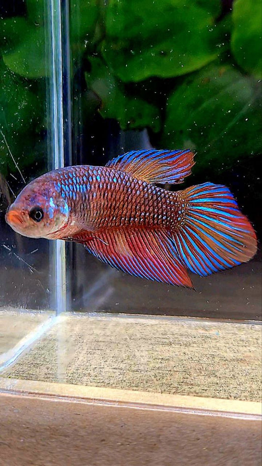FEMALE VEILTAIL METALLIC MULTICOLOR BETTA FISH