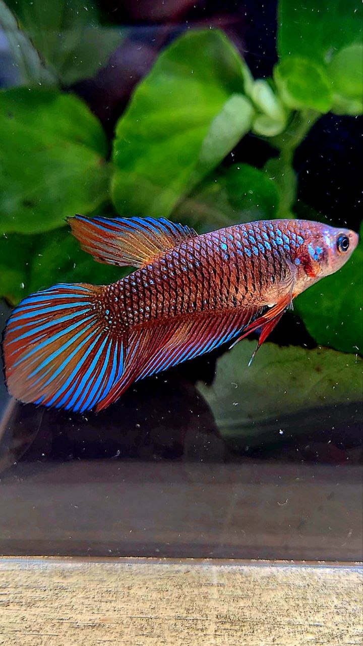 FEMALE VEILTAIL METALLIC MULTICOLOR BETTA FISH