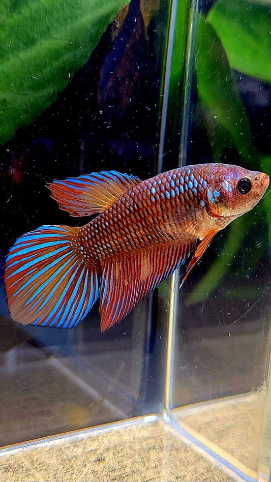 FEMALE VEILTAIL METALLIC MULTICOLOR BETTA FISH
