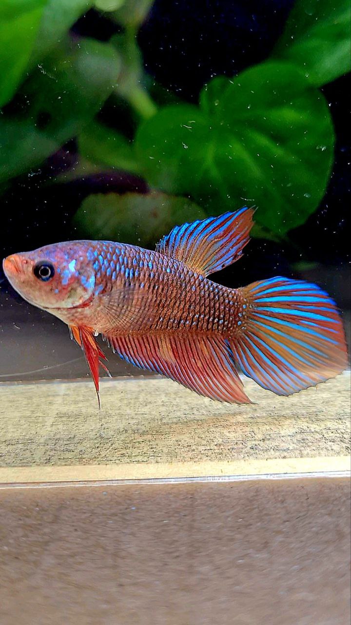 FEMALE VEILTAIL METALLIC MULTICOLOR BETTA FISH