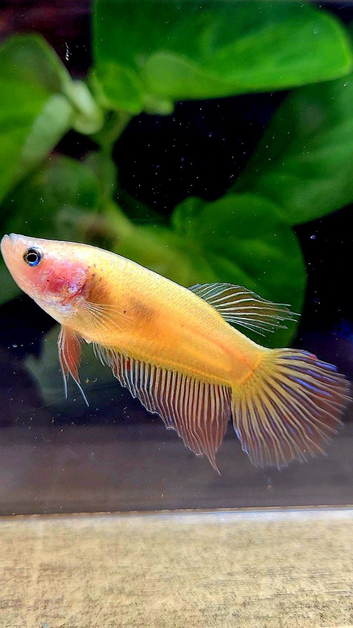 FEMALE VEILTAIL ARMAGEDDON BETTA FISH