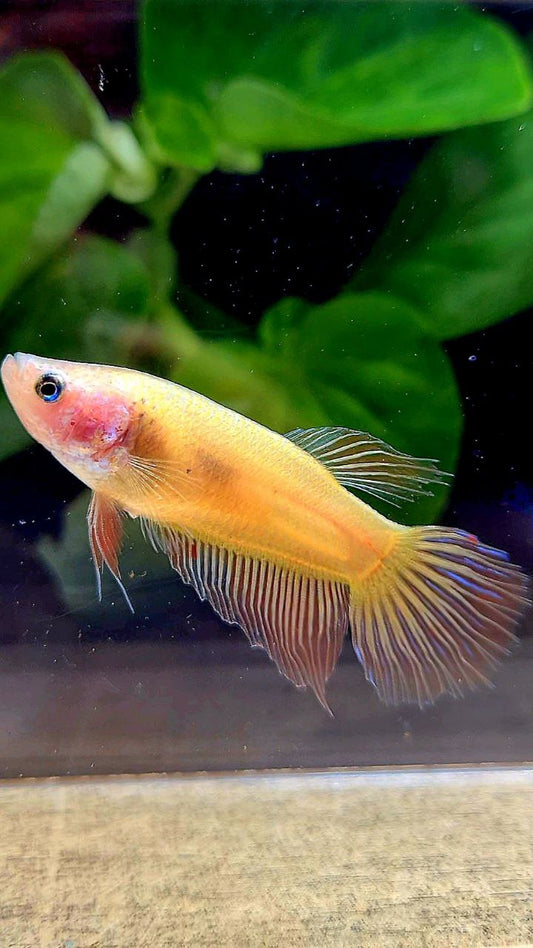 FEMALE VEILTAIL ARMAGEDDON BETTA FISH