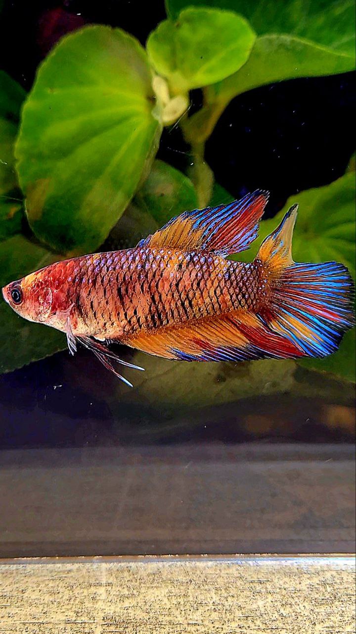 FEMALE VEILTAIL DOUBLE TAIL METTALIC MULTICOLOR BETTA FISH
