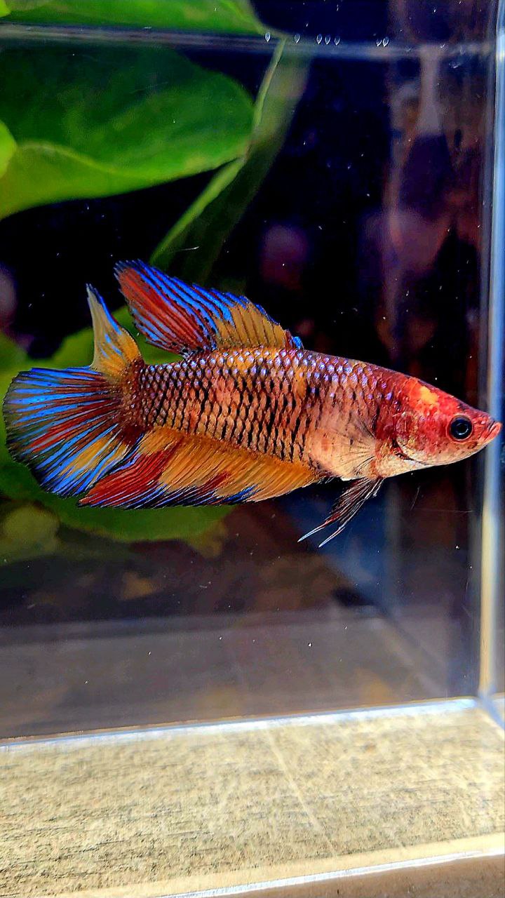 FEMALE VEILTAIL DOUBLE TAIL METTALIC MULTICOLOR BETTA FISH