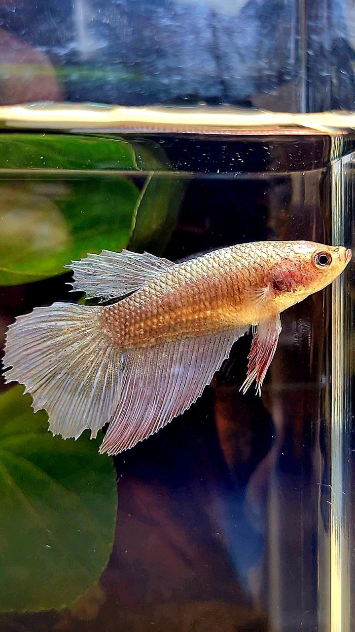 FEMALE HALFMOON COPPER KOI BETTA FISH