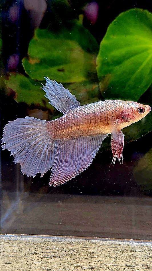 FEMALE HALFMOON COPPER KOI BETTA FISH