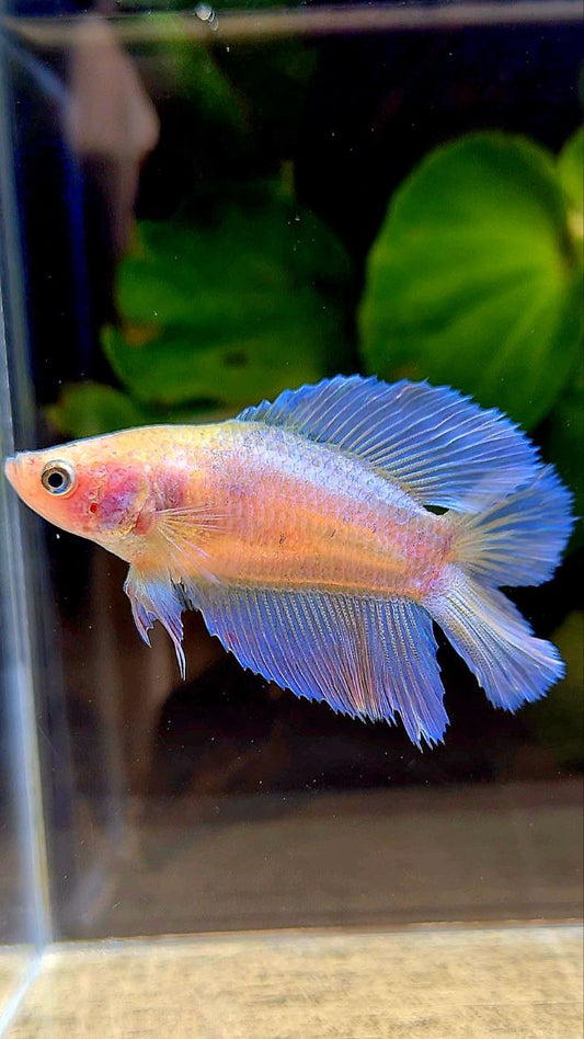 FEMALE HALFMOON DOUBLE TAIL WHITE PINK FLAMINGGO BETTA FISH
