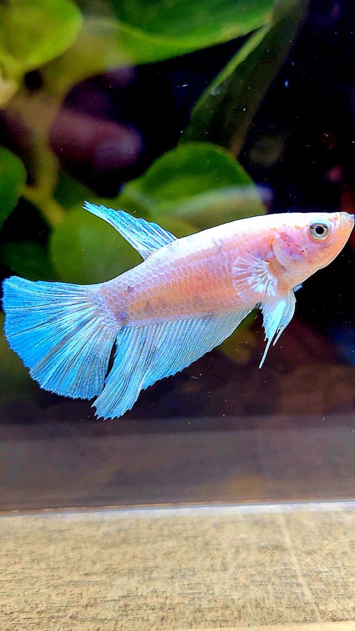 FEMALE HALFMOON WHITE BLUE DOTS MARBLE BETTA FISH