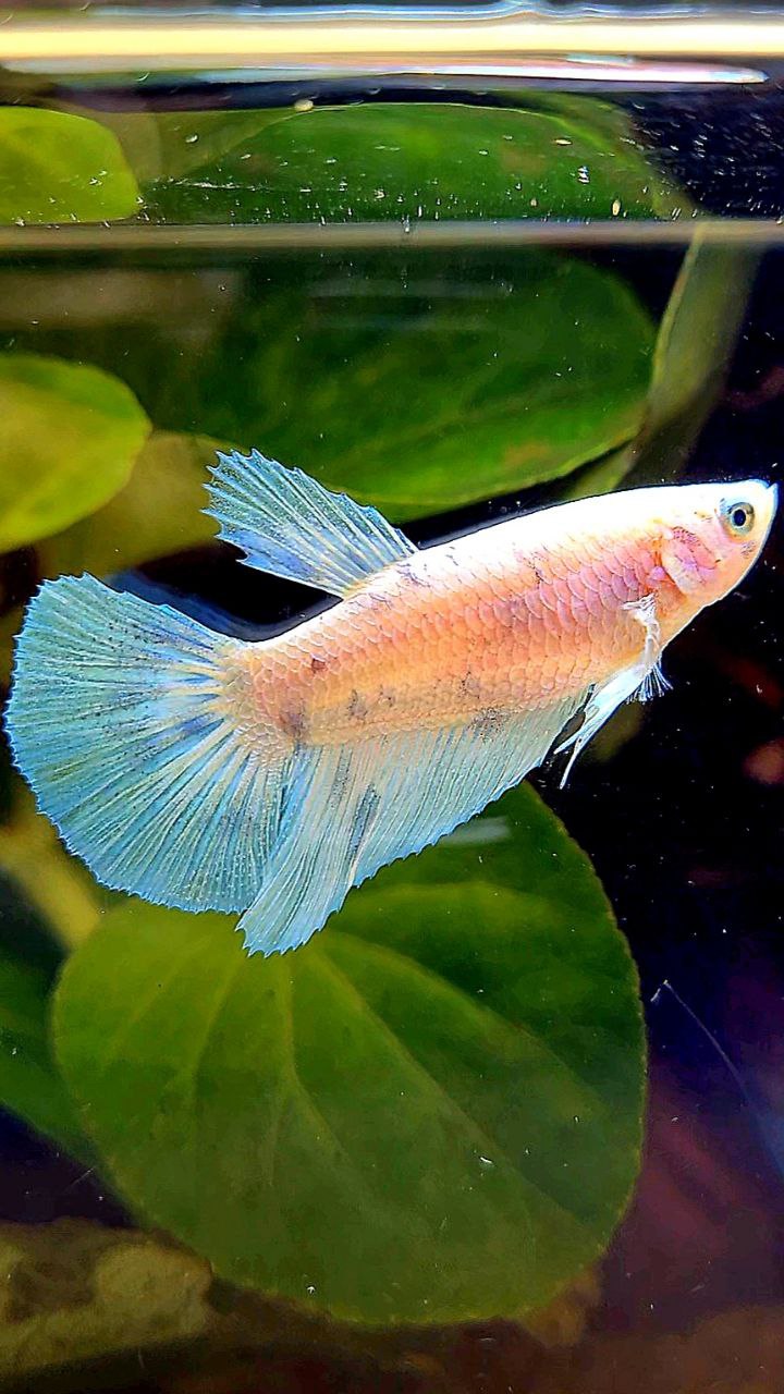 FEMALE HALFMOON WHITE BLUE DOTS MARBLE BETTA FISH