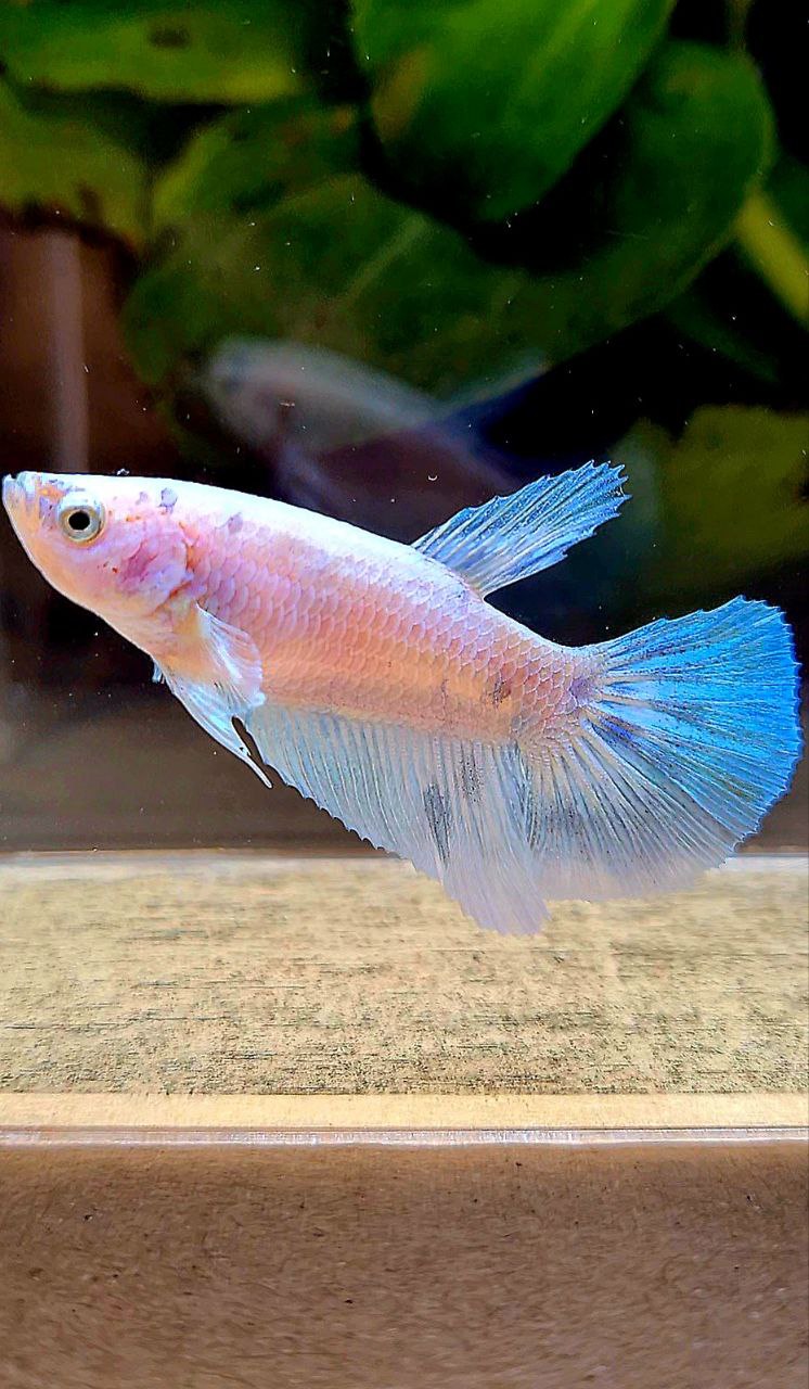 FEMALE HALFMOON WHITE BLUE DOTS MARBLE BETTA FISH